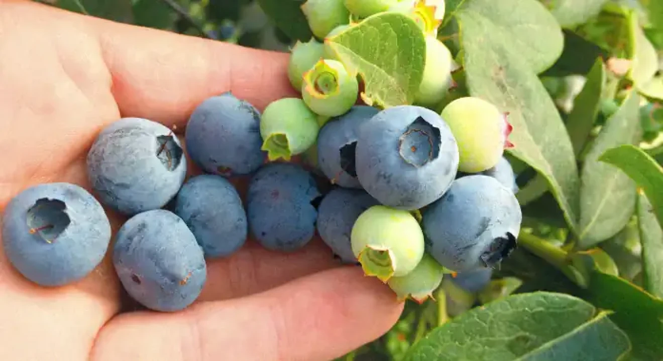Ventura and Sekoya Pop lead Peru's new blueberry map as Biloxi loses ground in global markets-image