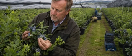 Local blueberries and imports: UK and Italy face the same challenge-image