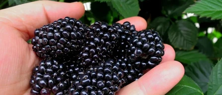 Le video interviste della Berry Area-image