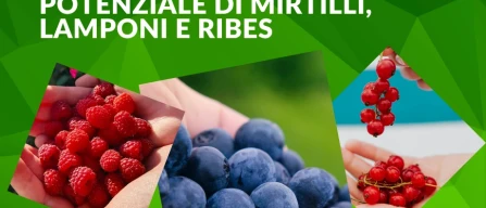 Frutti di bosco e salute: cosa rivela la scienza sul potenziale di mirtilli, lamponi e ribes-image
