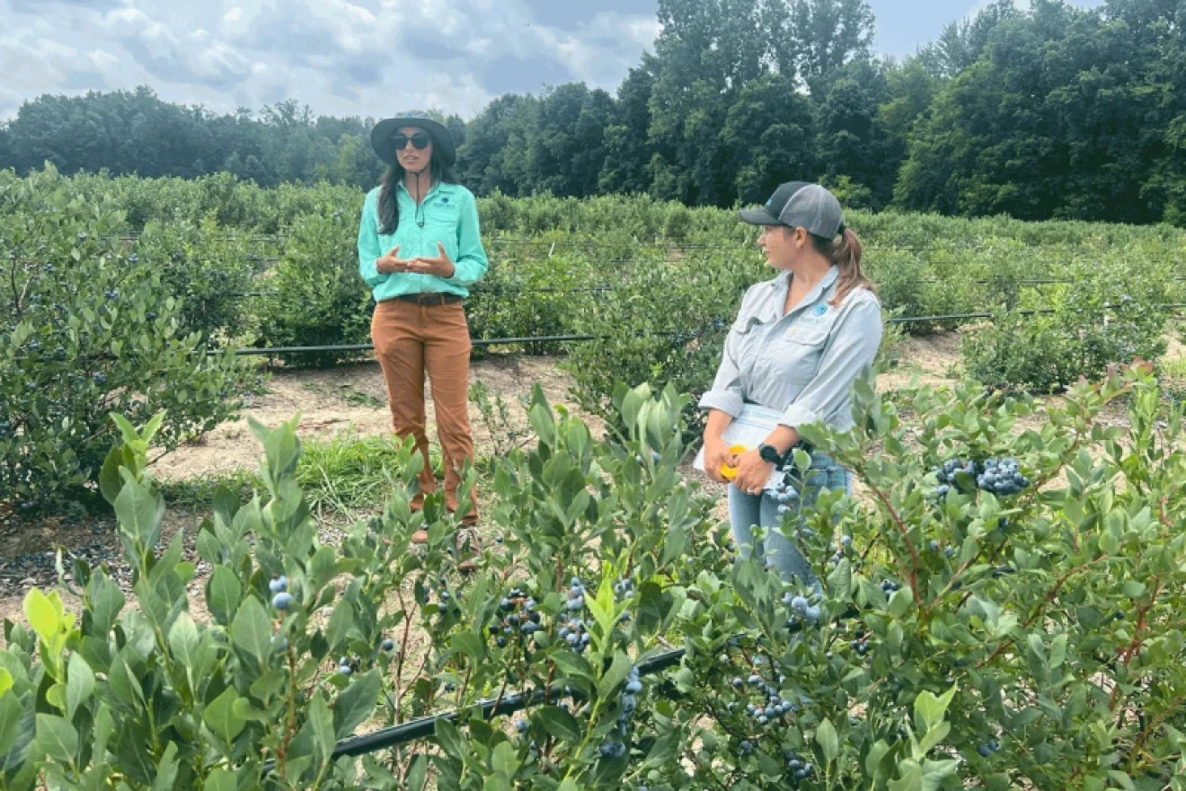 Future blueberries: Naturipe breeds sweeter, crunchier and longer-lasting varieties in Michigan-image