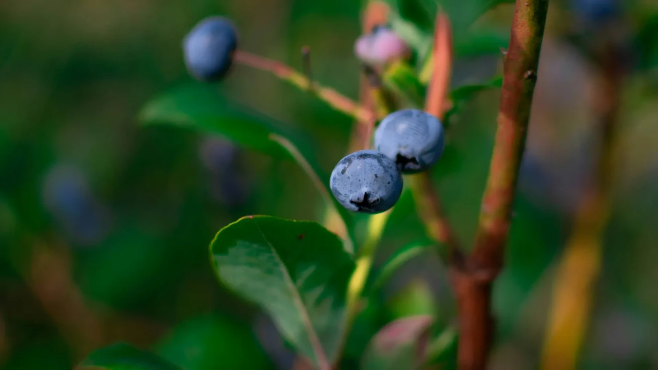 Smart Irrigation: How Innovation Is Shaping the Future of Water Management -image