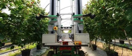 Automazione agricola: robot Fieldwork raccoglie lamponi per Lusomorango e Driscoll’s-image