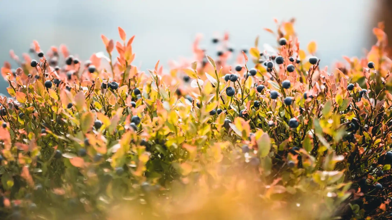 NSW blueberries safe: no unapproved pesticides in Australia-image