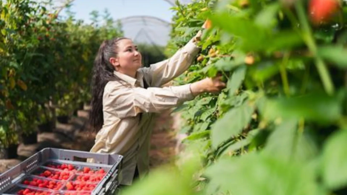 Piccoli frutti scozzesi: parte la campagna Berries of Scotland-image