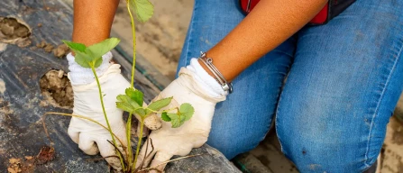 Nova Siri Genetics set to distribute 150 millions of strawberry plants (+15%)-image