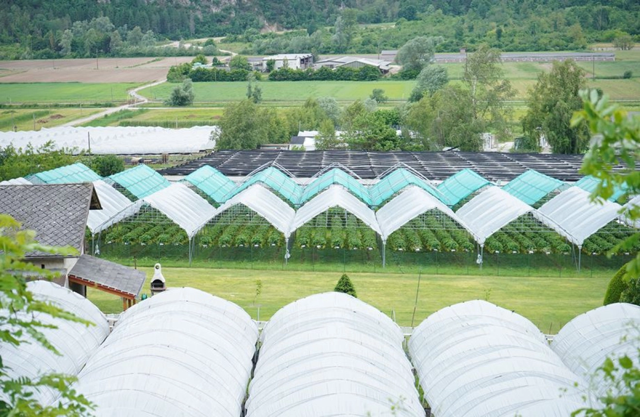 Presentata la "serra trentina" di Sant'Orsola per il futuro di ambiente e produttori-image