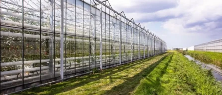 Come nasce una nuova varietà di fragole resistenti: la strategia di Bayer in Europa e nel Regno Unito-image