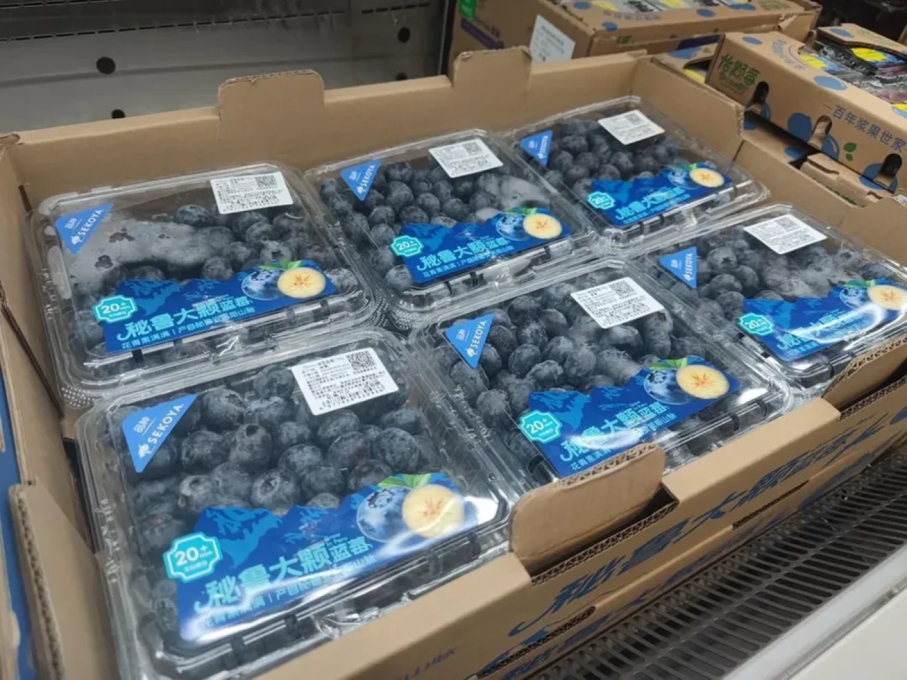 Beyond volume: varietal differentiation drives the profitability of Peruvian blueberries-image
