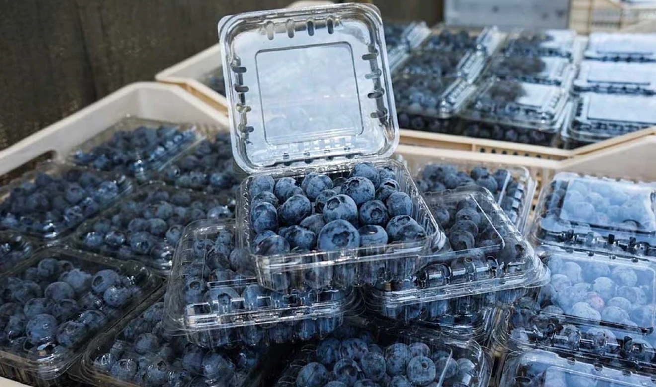 Peru, first forecast for blueberry exports in 2026–27: 56 million kg expected up to week 33-image