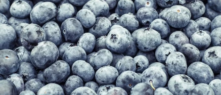 Despite falling exports, new destinations for Peruvian blueberries increase by 18%-image