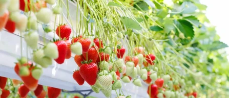 Bayer launches Baya Solara: new strawberry for protected crops in UK, Germany, Benelux-image