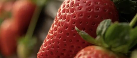 Ava Berries celebra il successo delle varietà di fragole Ava Alicia e Ava Catalina-image