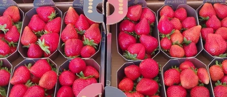 Mattivi Breeding’s Karima® vince il Gold agli Excellent Taste Awards 2026-image