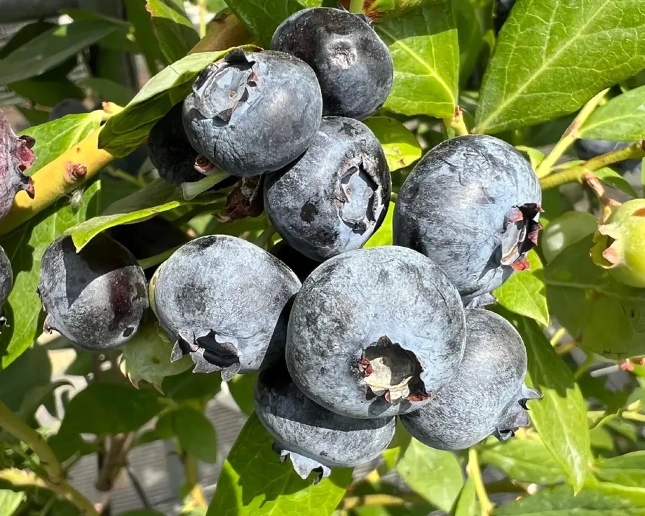 Nordica A81, Battistini Vivai porta in Italia la nuova genetica di mirtillo Blueberica-image