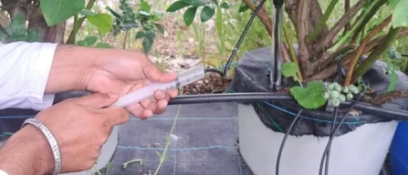 Do we really know what our berry plants need?-image