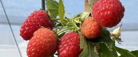 Raspberries: trends and critical issues in the supply chain at the Berry Area of Macfrut