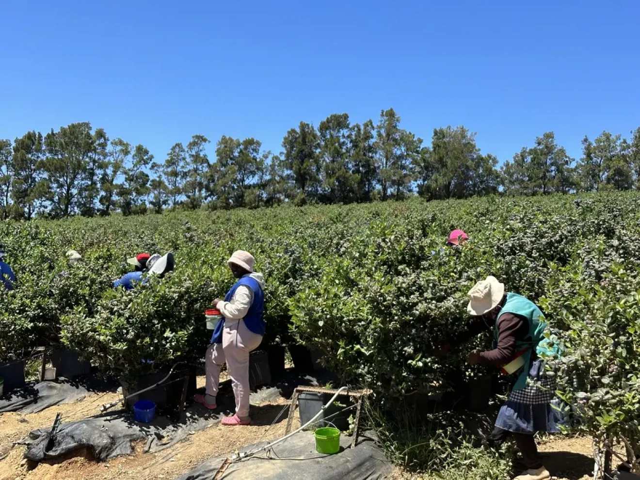 South Africa: blueberry production set to reach nearly 39,000 tonnes in 2025/26-image