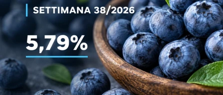 Mirtilli: prezzi globali +1,8% nella settimana 38/2026, il bio cresce del 5,8%-image