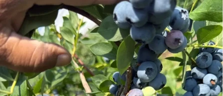 Mirtilli: come raccoglierli al meglio per preservare qualità e shelf life-image