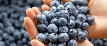 Mirtilli Perù: crescita export e boom varietà premium tra Lima, Ica e nuove aree produttive-image