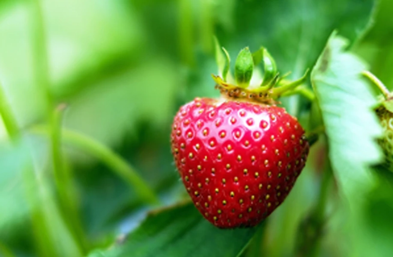 Capron Royal strawberry: the heritage variety that appeals to niche markets-image