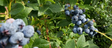 Blueberry germplasm in Andes and Amazon: genetics, AI and local communities for future biodiversity-image