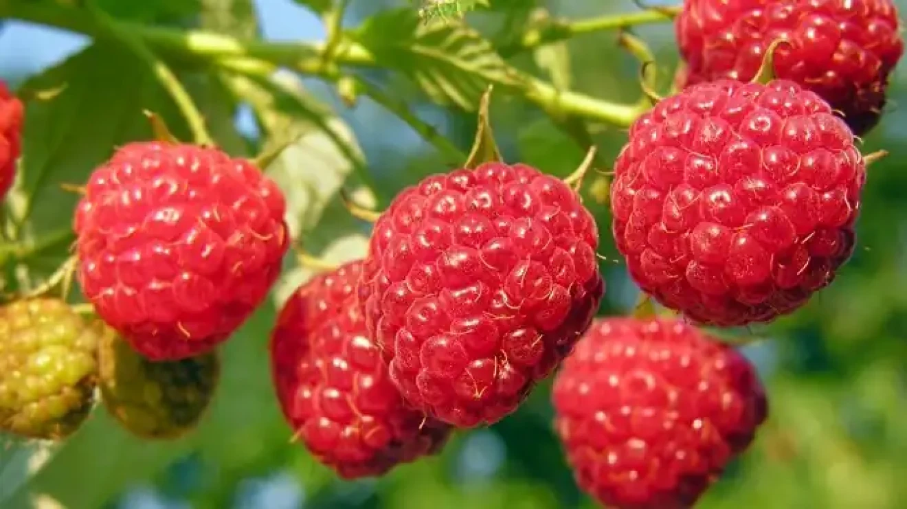 CRISPR in raspberries: UK breakthrough may revolutionize berry breeding and crop genetics-image