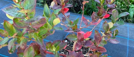 Portugal grew fast. Now It must grow well-image