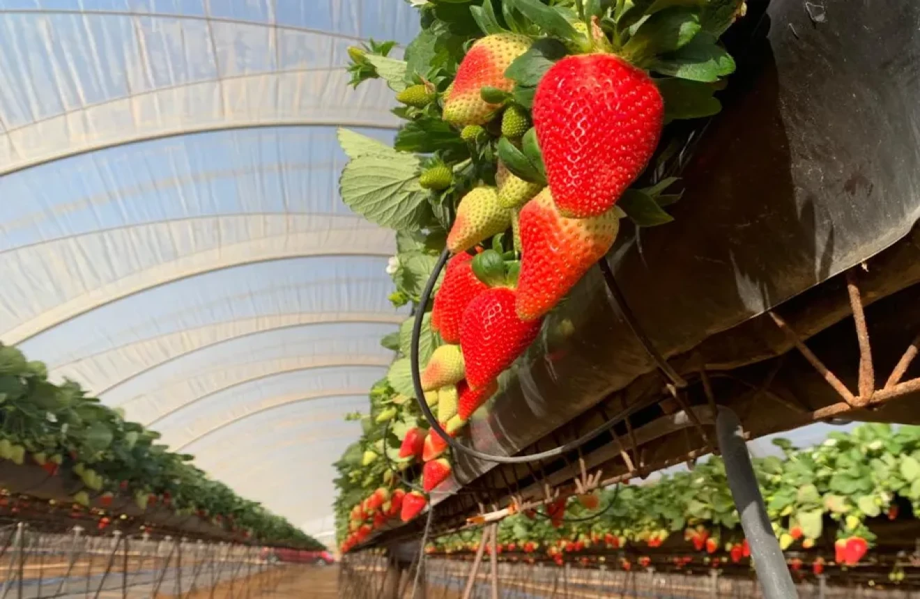 Nova Siri Genetics focuses on Morocco with its early strawberry varieties-image