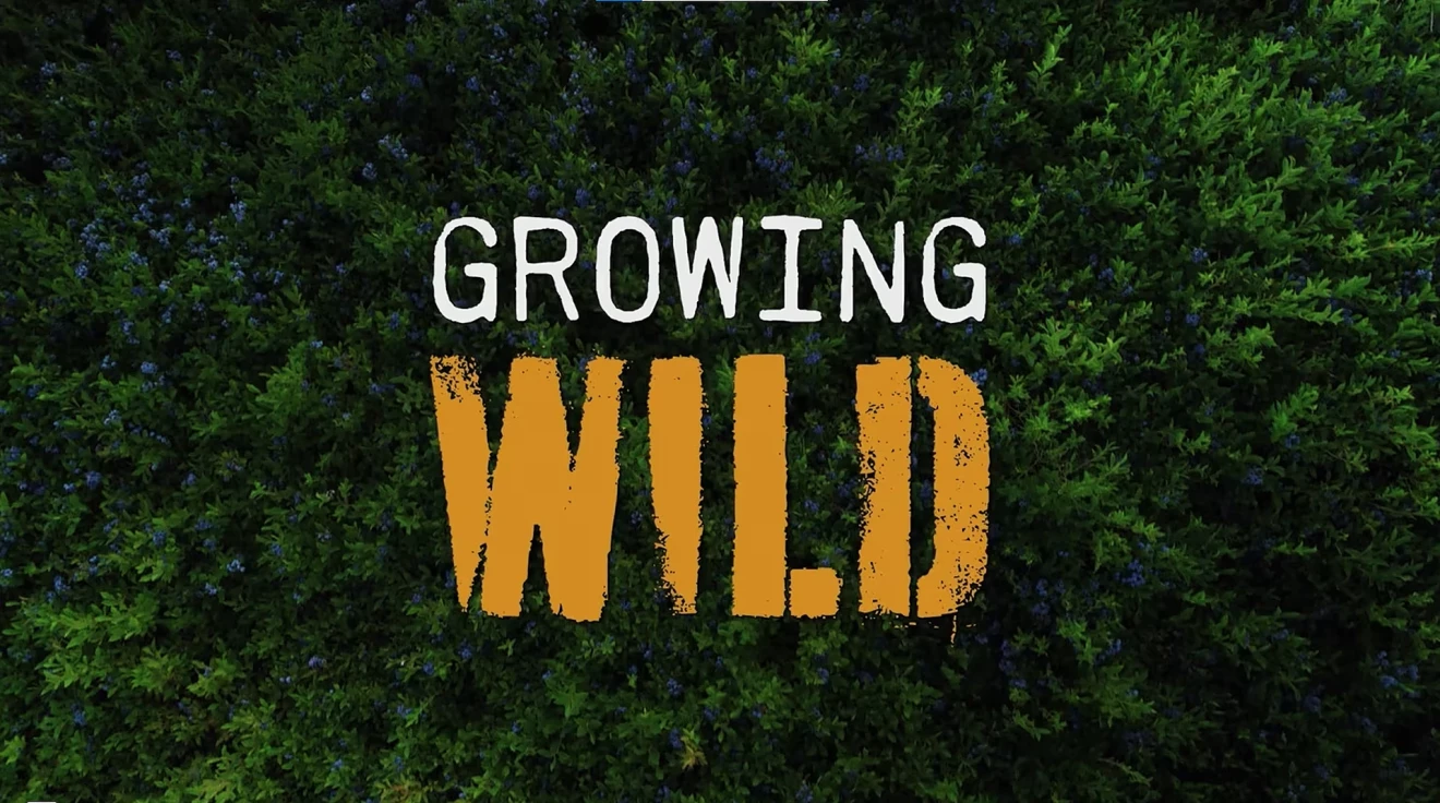 Il documentario Growing Wild racconta i mirtilli selvatici in quattro aziende del Maine-image