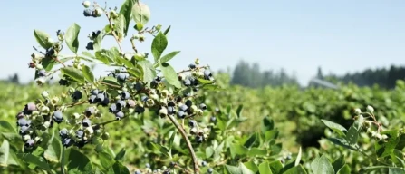The Chilean blueberry season has come to a close with a rise in exports of almost 3%-image