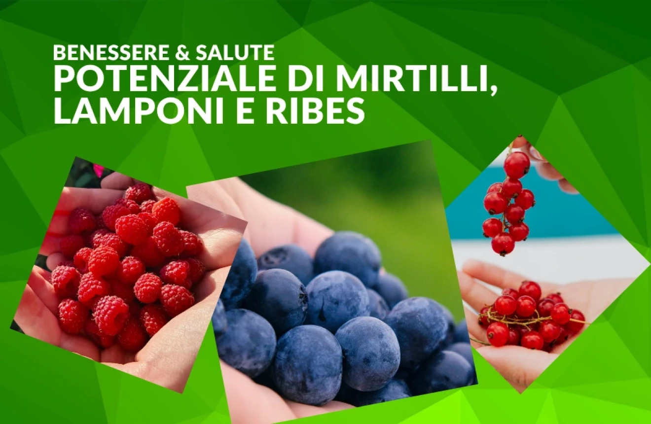Frutti di bosco e salute: cosa rivela la scienza sul potenziale di mirtilli, lamponi e ribes-image