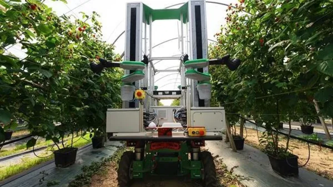 Agri-automation: Fieldwork robot harvests raspberries for Lusomorango and Driscoll’s in Portugal-image