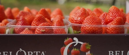 Belgio, BelOrta inaugura la stagione delle fragole: vendute le prime produzioni belghe 2026-image