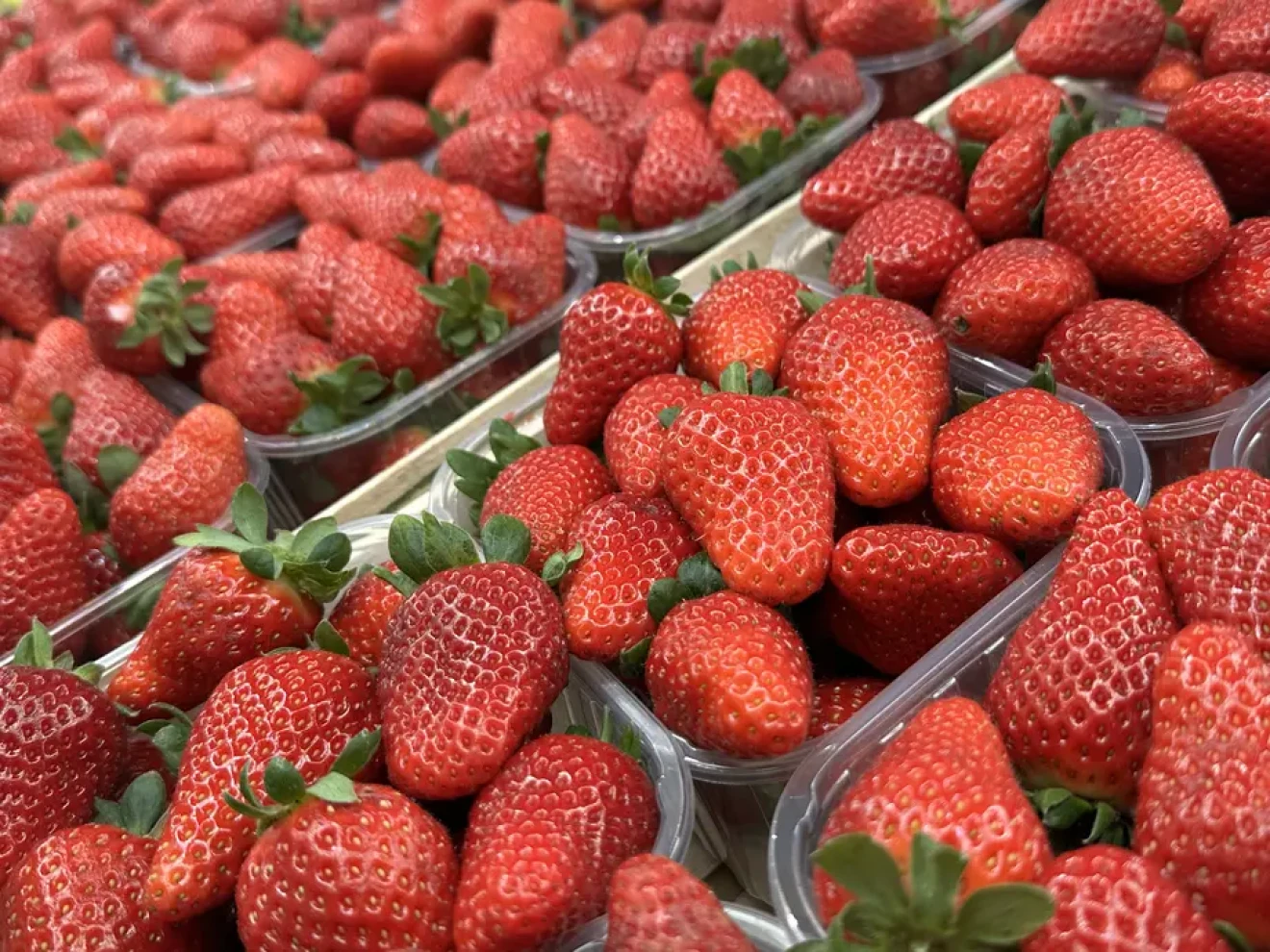 Analysis of strawberry varietal distribution in Huelva: trends and outlook for the 2025/2026 season-image