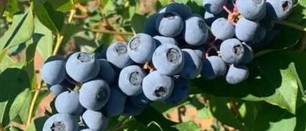 New rabbiteye blueberry OBG-Raptor delivers high yields and improved fruit quality in Oregon-image