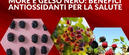 More e gelso nero: benefici, nutrienti e antiossidanti dei frutti di bosco per la salute-image