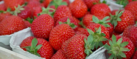In Saxony-Anhalt, 26 per cent of spending on fresh fruit is on berries-image
