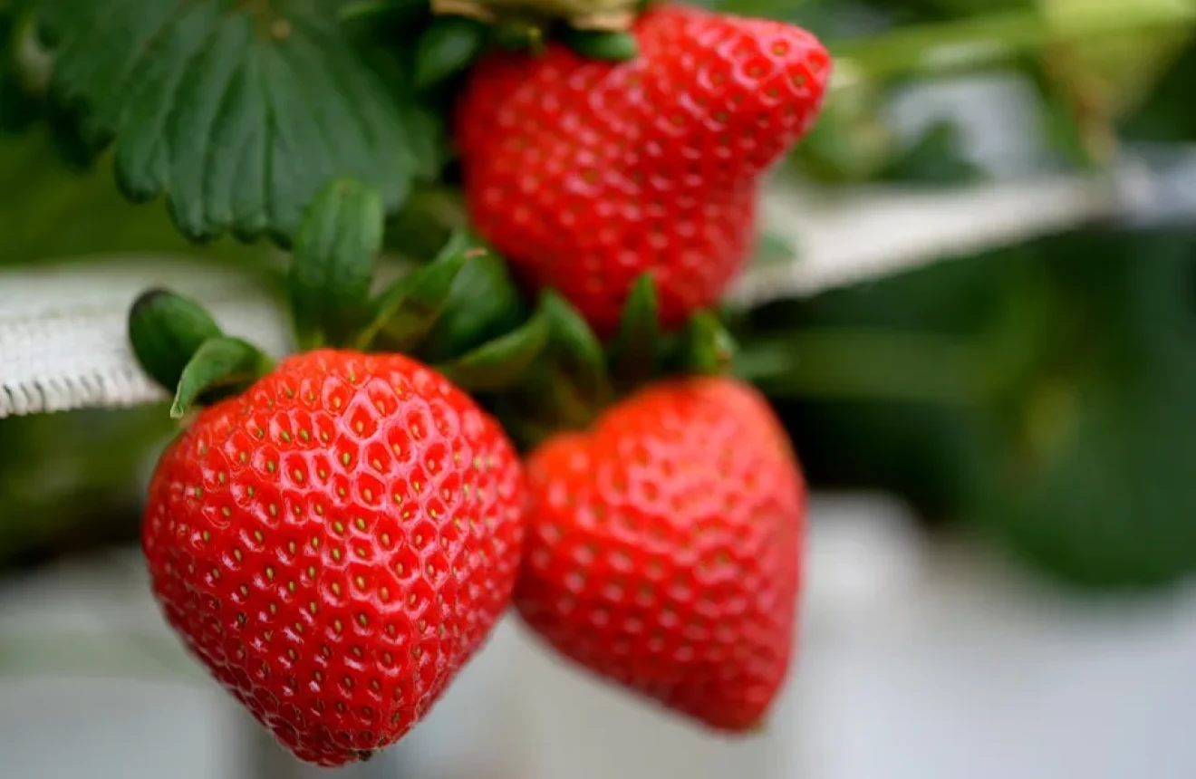 Innovation in the field: the June-bearing Strawberry Meeting in Boves with new varieties and pomological exhibition-image