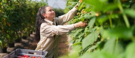 Scottish berries: Berries of Scotland campaign launched-image