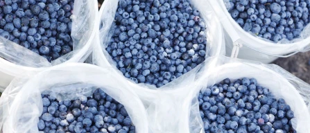 Blueberry production costs in the USA: an in-depth study by MSU-image