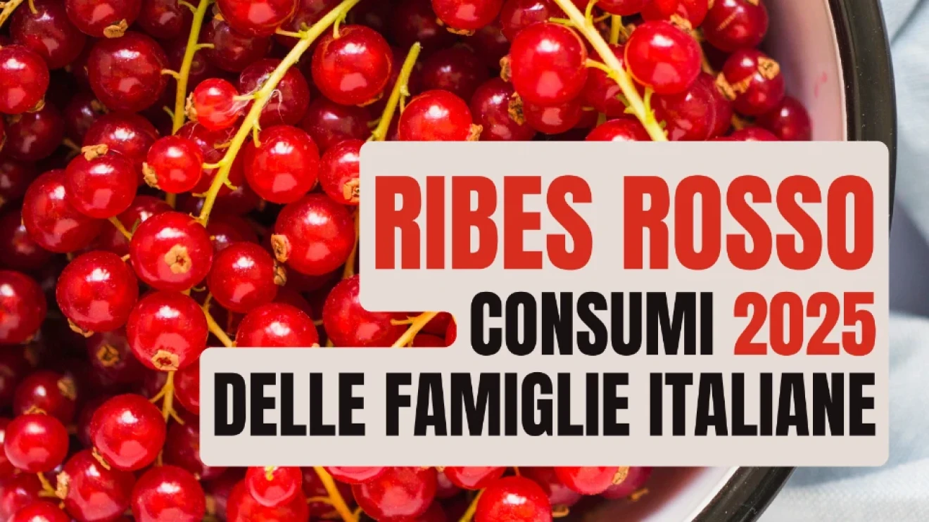Ribes in Italia 2025: recuperano compratori e volumi, ma resta debole l’intensità di acquisto-image
