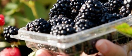 Sweet-Ark Immaculate: mora senza spine per il mercato fresco, dolce e innovativa-image