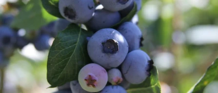 Coltivazione hi-tech di piccoli frutti in serra in Canada-image