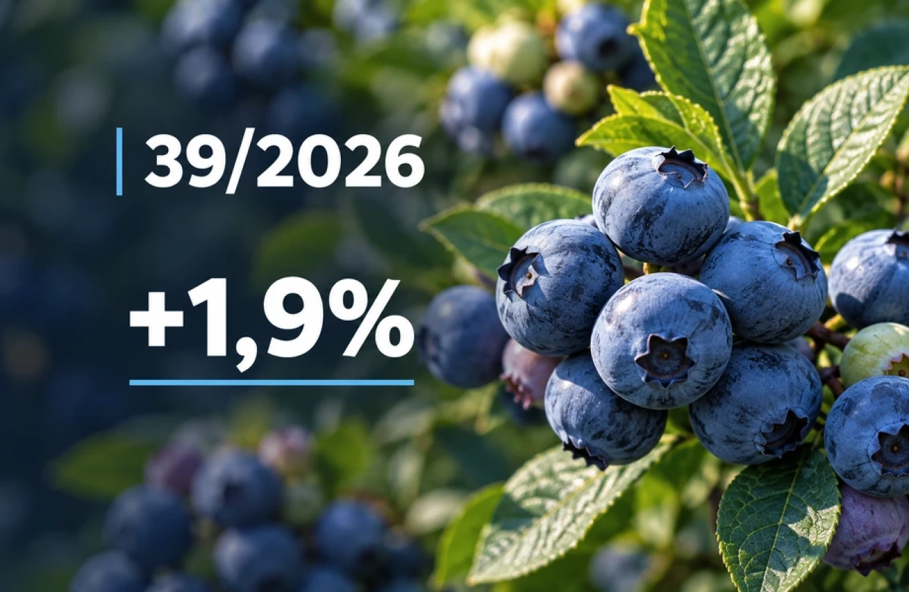 Mirtilli, indice globale dei prezzi: +1,9% nella settimana W39/2026 sui principali mercati internazionali-image