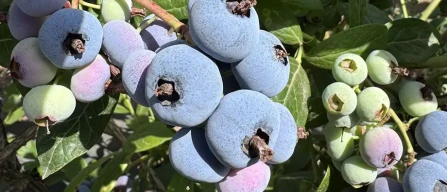 Chilean blueberries: progress in restructuring amid cautious eye on Peru-image