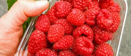 Italy’s berry market: raspberries –4.7%, blueberries –3.5% and red currants +6.7% in 2025 week 49/2025-image