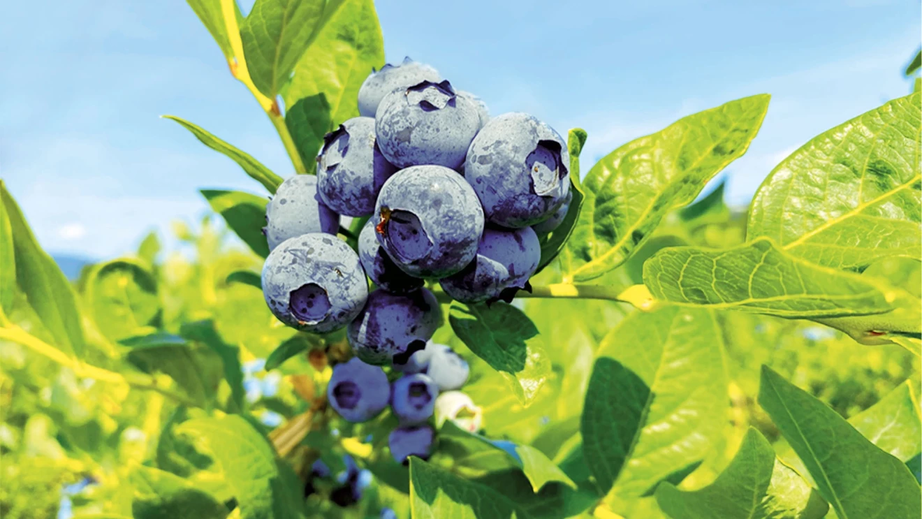 SanLucar invites Italian producers on a tour of Sekoya blueberry farms-image
