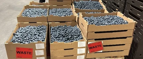Pre-harvest and post-harvest practices in berry crops: the hidden cost of being close to the market 